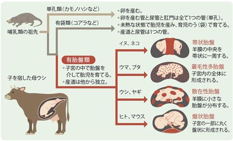 動物胎盤|哺乳類の胎盤形成にはウイルスが関与しており、その。